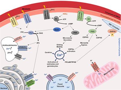 Calcium in the Backstage of Malaria Parasite Biology